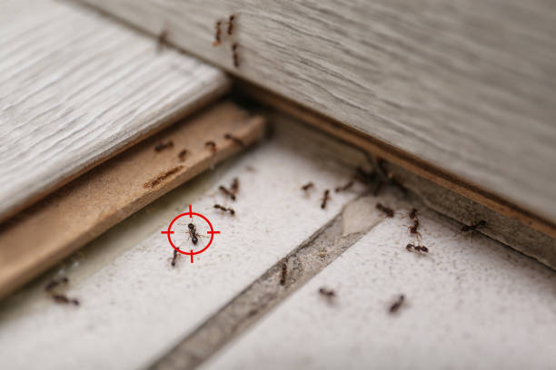 Best Pest Prevention Services  in Kokomo, IN