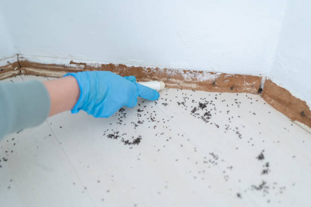 Reliable Kokomo, IN Pest Control Solutions